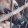 Yecapixtla llama a denunciar el maltrato animal y recuerda que está sancionado por la ley en Morelos 29 Yecapixtla llama a denunciar el maltrato animal y recuerda que está sancionado por la ley en Morelos