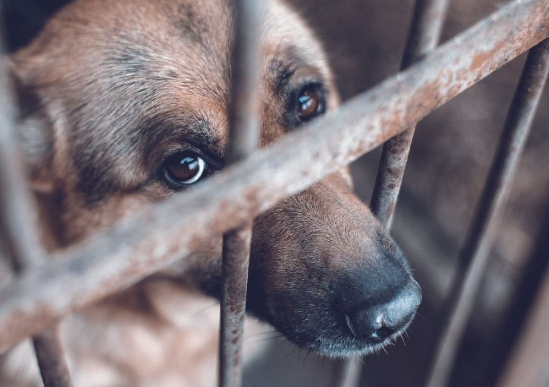 Yecapixtla llama a denunciar el maltrato animal y recuerda que está sancionado por la ley en Morelos 33 Yecapixtla llama a denunciar el maltrato animal y recuerda que está sancionado por la ley en Morelos