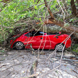 Caída de mezquite provoca daños materiales y afecta red eléctrica en Puente de Ixtla