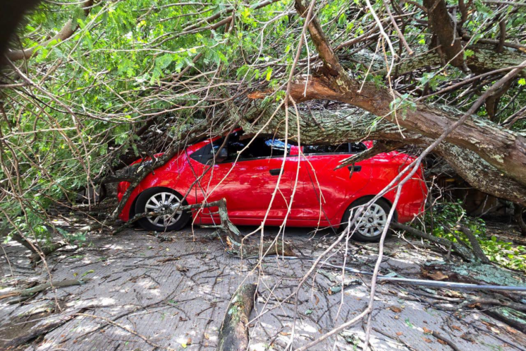 Caída de mezquite provoca daños materiales y afecta red eléctrica en Puente de Ixtla
