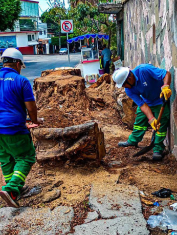 Retiran restos de árbol y recuperan espacio público en la colonia Miraval de Cuernavaca