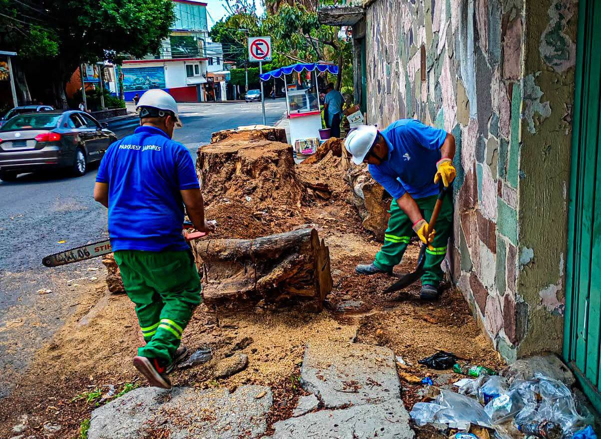 Retiran restos de árbol y recuperan espacio público en la colonia Miraval de Cuernavaca 34 Retiran restos de árbol y recuperan espacio público en la colonia Miraval de Cuernavaca