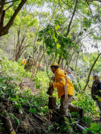 Participantes en la jornada de reforestación plantan árboles nativos en el paraje La Herradura, dentro del Bosque de Agua, en Cuernavaca.