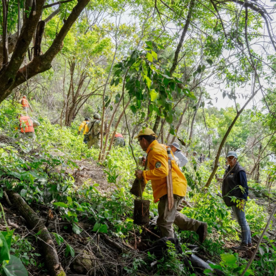 Participantes en la jornada de reforestación plantan árboles nativos en el paraje La Herradura, dentro del Bosque de Agua, en Cuernavaca.
