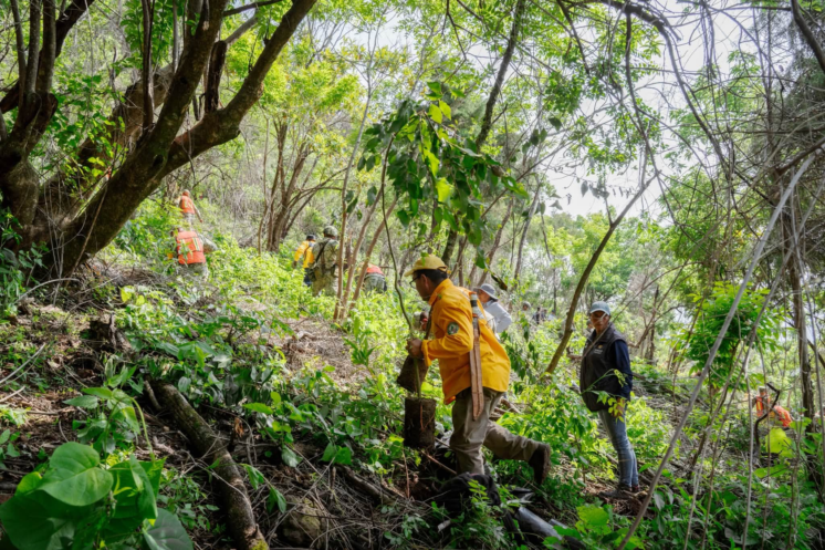 Participantes en la jornada de reforestación plantan árboles nativos en el paraje La Herradura, dentro del Bosque de Agua, en Cuernavaca.