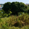 Vista del predio conocido como La Cazahuatera, en Morelos, donde se mantiene suspendido un proyecto inmobiliario.