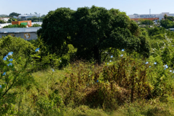Vista del predio conocido como La Cazahuatera, en Morelos, donde se mantiene suspendido un proyecto inmobiliario.