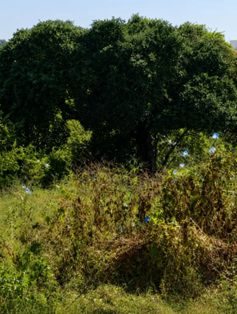 Vista del predio conocido como La Cazahuatera, en Morelos, donde se mantiene suspendido un proyecto inmobiliario.
