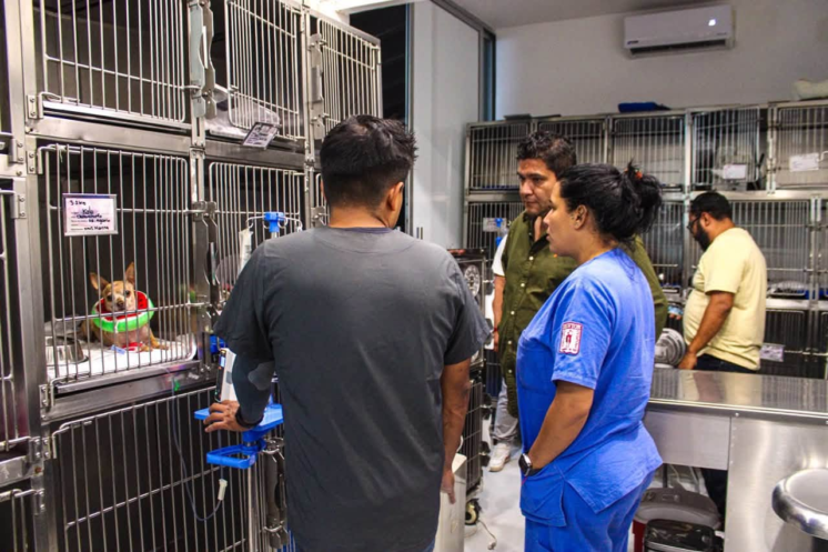 Personal de Cuernavaca atiende animales y daños ambientales tras la explosión registrada en la colonia Las Granjas.